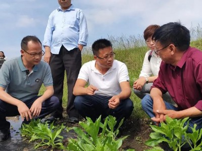 甘肃庆城县全力打造中医药集成发